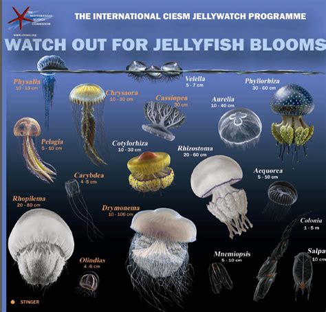 Their bodies are made up of more than 95 percent water. Graceful and sometimes dangerous, jellies range in size from miniscule to enormous. One of the largest, the lion’s mane jelly, has a giant-sized bell eight feet (2.4 m) across. Its flowing tentacles can reach 100 feet (30.5 m) or more — longer than two school buses parked end-to-end!